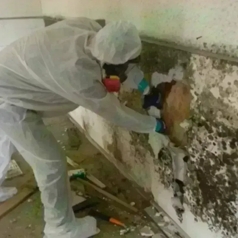 Mold Remediation and Removal in Five Points, OH